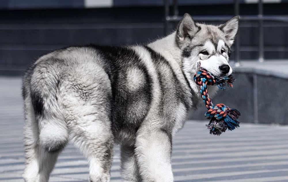 Welcome to Olympia Pet Emergency | Lacey Vet Clinic Welcome to Olympia Pet Emergency | Lacey Vet Clinic