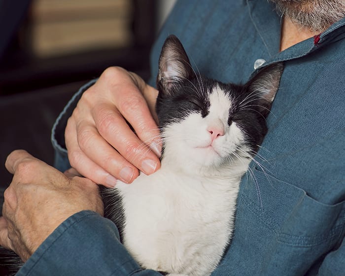 Olympia Pet Emergency in Lacey