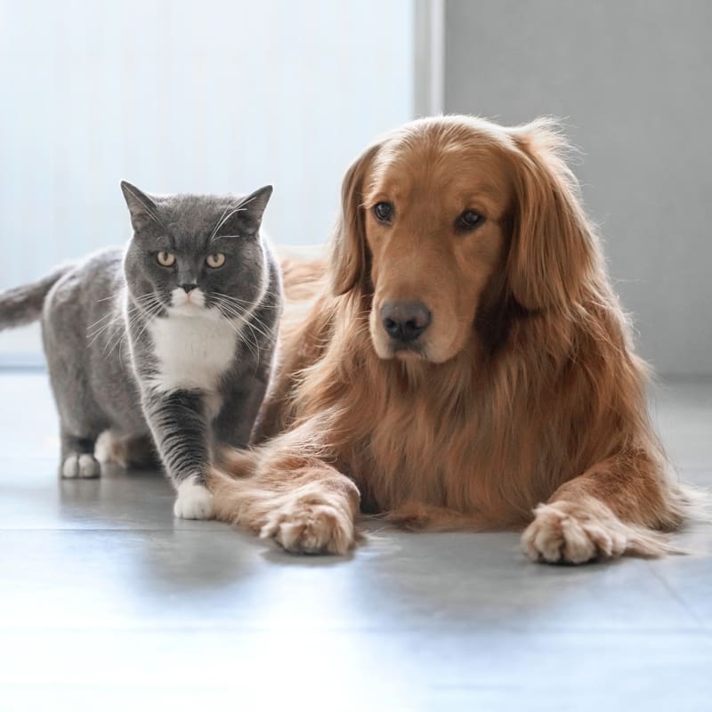 Surgery, Lacey Vet