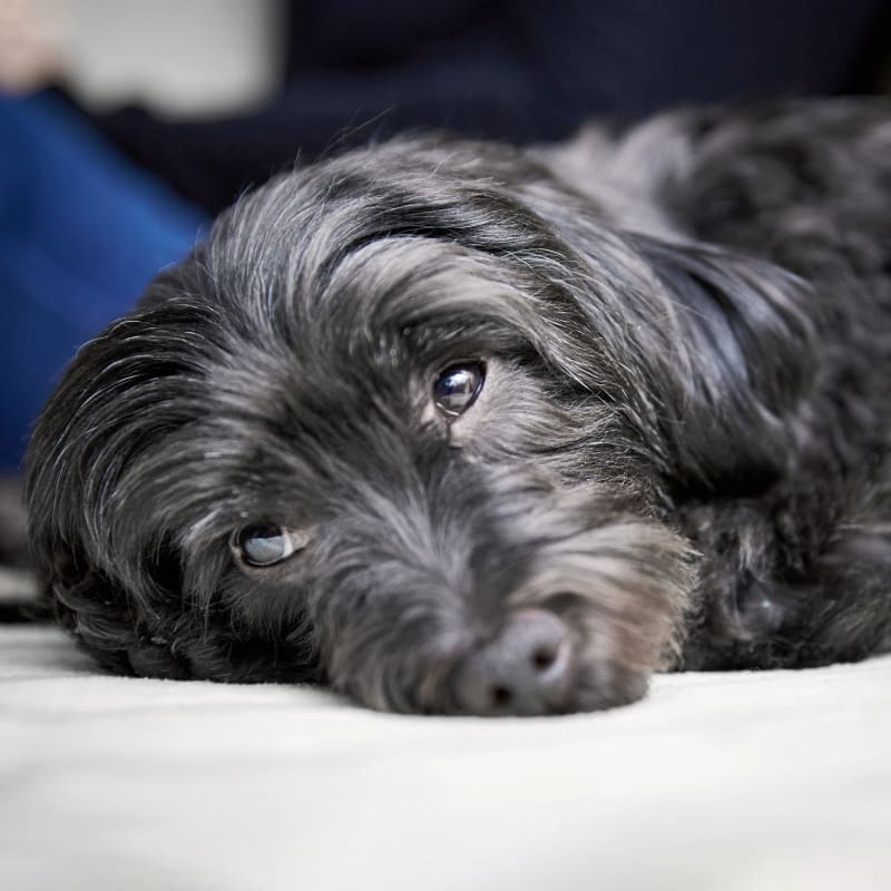 Veterinary Surgery at Olympia Pet Emergency